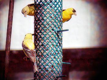 Close-up of bird perching on branch