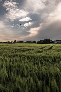 Scenic view of agricultural field against sky