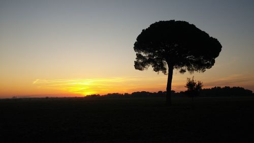 Silhouette of trees on field at sunset