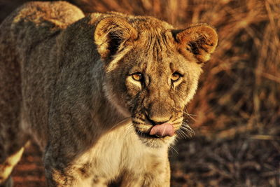 Close-up of lion on field