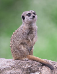 Close-up of an animal sitting on rock