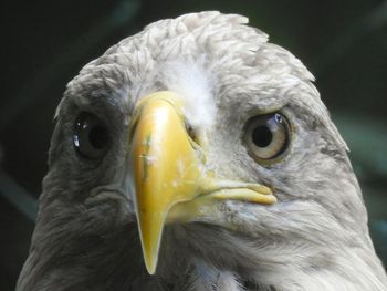 Close-up portrait of owl