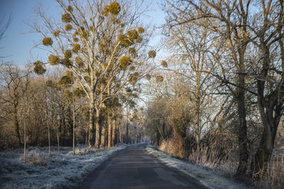 Road amidst trees in forest during winter