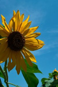 Low angle view of sunflower against sky