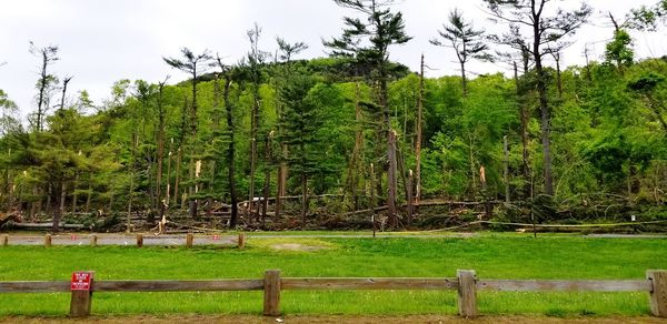 Scenic view of trees growing on field