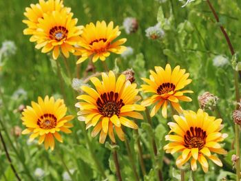 Close-up of yellow flowers blooming on field