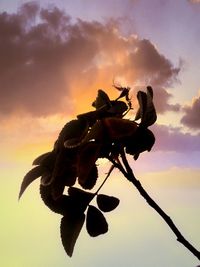 Close-up of flower against clear sky