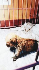 Dog sleeping in cage