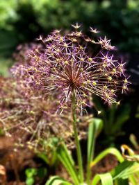 Close-up of flower against blurred background