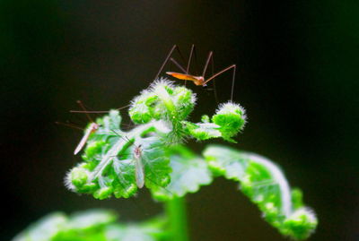 Close-up of insect on plant