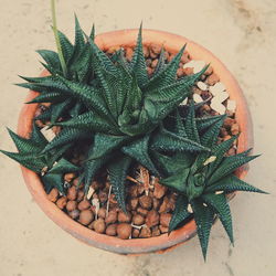 Close-up of potted plant on table