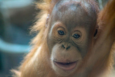 Young orang utan