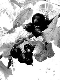 Low angle view of berries on plant during winter