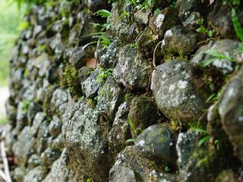 Close-up of moss on rock