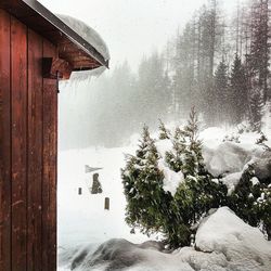 Snow covered trees