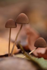 Close-up of mushroom growing on land