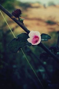 Close-up of flower against blurred background