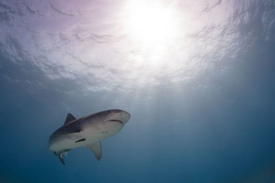 Close encounter of a tiger shark at tiger beach grand bahamas