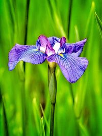 Close-up of purple iris flower