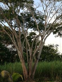 Trees against sky