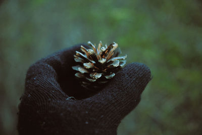 Close-up of hand wearing glove holding pine cone outdoors