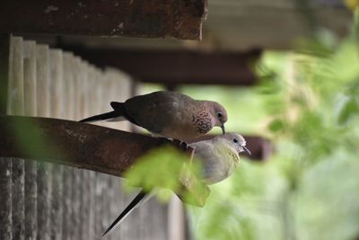 Close-up of bird perching on a plant