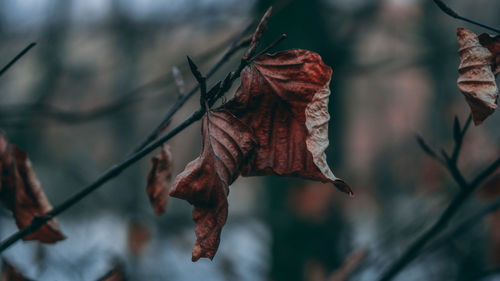 Close-up of dry leaves