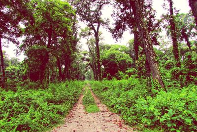 Dirt road amidst trees in forest