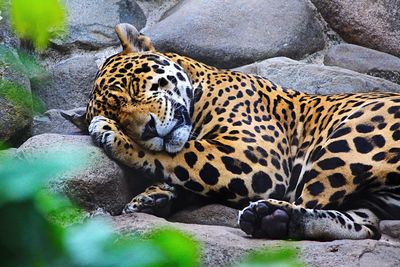 Jaguar sleeping at zoo