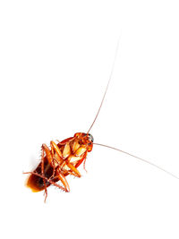 Close-up of insect on white background