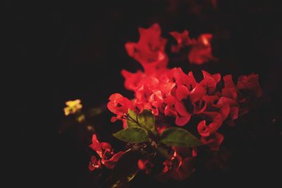 Close-up of red flowers blooming at night