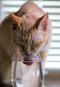 Cat drinking from a glass