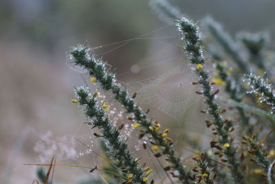 Close-up of spider web on plant