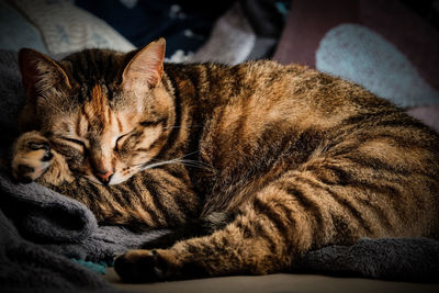 Close-up of cat sleeping