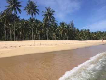 Palm trees growing on beach against blue sky