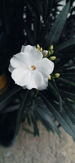 Close-up of white flowering plant