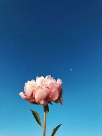 Close-up of pink flowering plant against blue sky