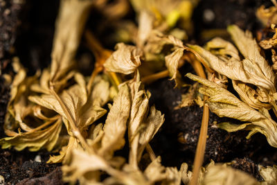Close-up of dry leaves on field