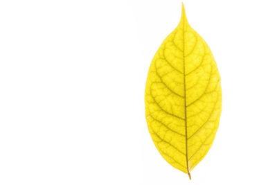 Close-up of yellow leaves against white background