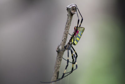 Multi colored spider on twig