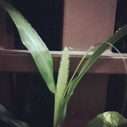 Close-up of succulent plant