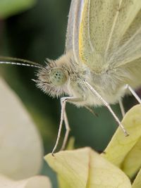 Close-up of butterfly pollinating on flower