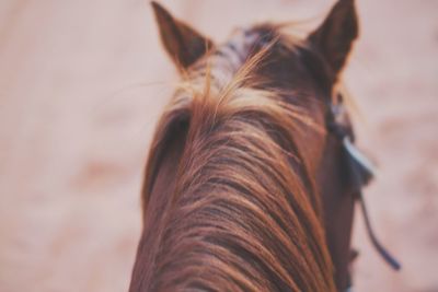 Close-up of a horse