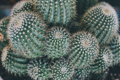 Close-up of succulent plant