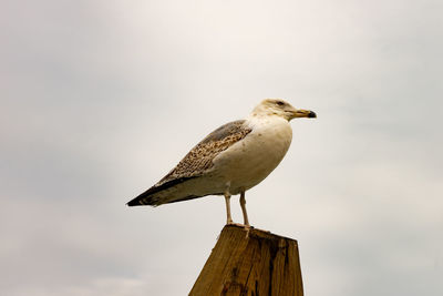 Low angle view of seagull perching on wooden post