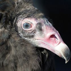 Close-up of vulture