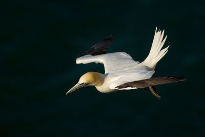 Gannets flying over sea