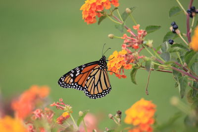 Close-up of butterfly pollinating on flower