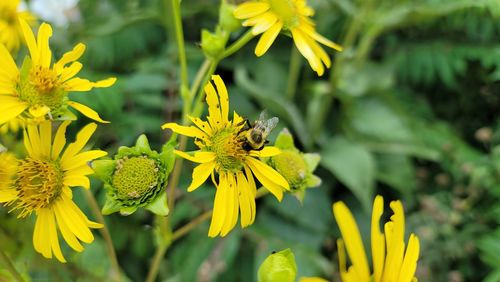 Close-up of butterfly pollinating on yellow flower