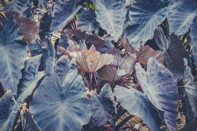 Full frame shot of wilted plant